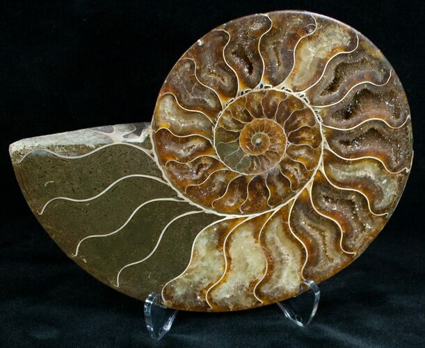Split Ammonite Fossil (Half) #6885
